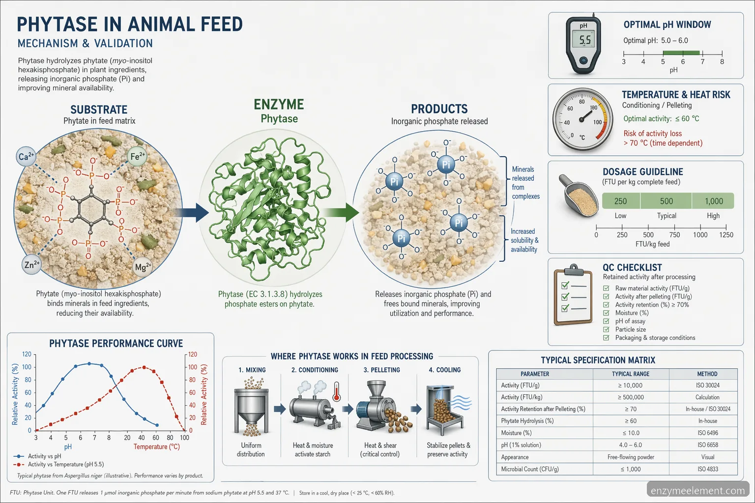 phytase in animal feed process guide diagram showing phytate conversion, pH-temperature window, and pellet QC